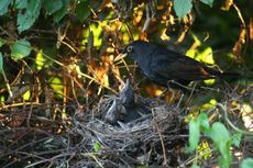 Amsel-6-Tag-11.jpg